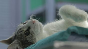 Catamine
